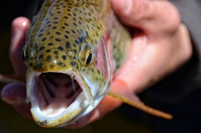 Rainbow trout