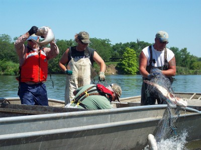 Col. Frederic A. Drummond Jr., U.S. Army Corps of Engineers Chicago District commander, tosses an invasive silver carp onto a commercial fishing boat here, June 5, 2012. More than 850 bighead and silver carp were caught in trammel nets during this outing.