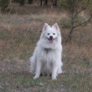 Buddy