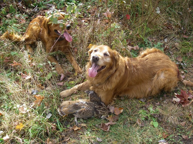Gabe and Clare rest after the start of a successful grouse hunt. Photo by Dave Mull