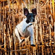 Konway dog