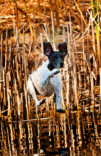 Konway dog