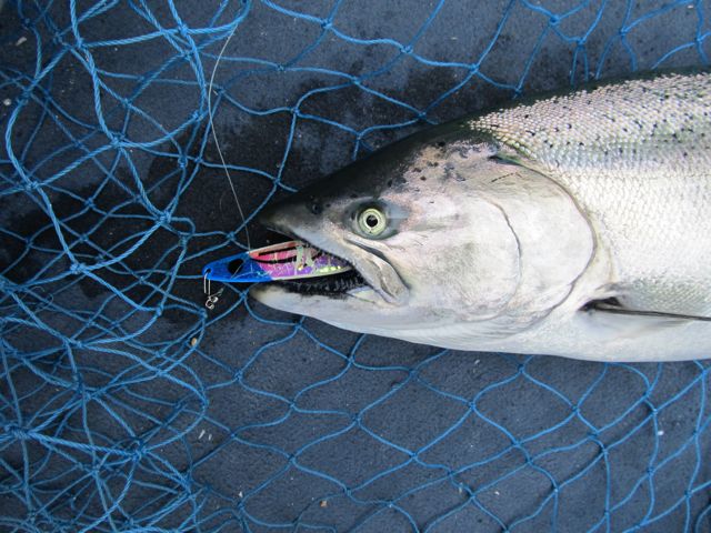 Glow spoons such as this Moonshine can catch salmon all day in the fall.