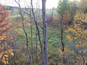 field
