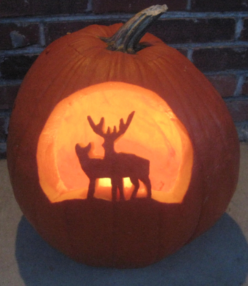 my-whitetail-buck-and-doe
