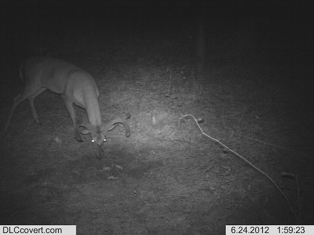 trail cam buck