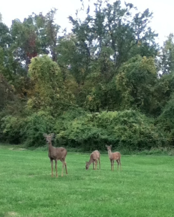 urban-deer-doe-fawns