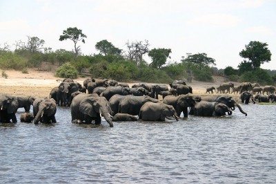 Elephants in Botswana, Chobe National Park.