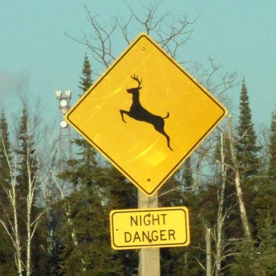 Deer danger