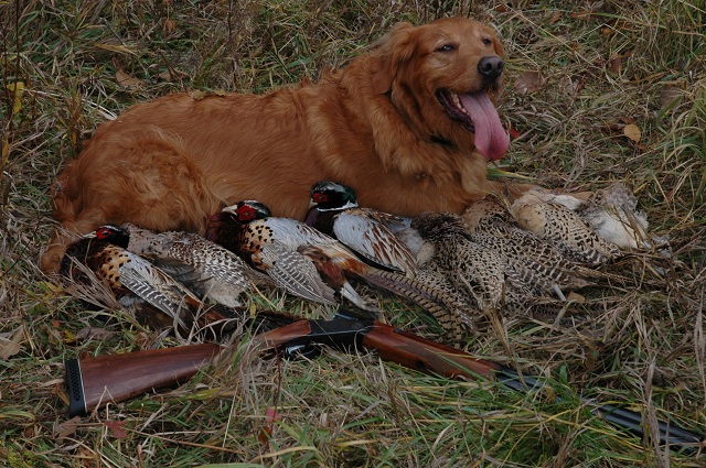 Clare with the results of a Pheasant Fest. Photo by Dave Mull
