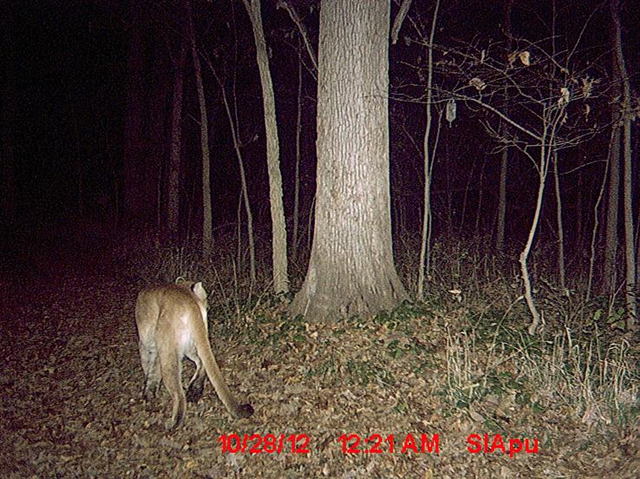 Cougar sighting