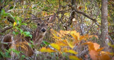 deer in woods