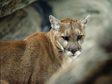 Mountain lion hunting a deer