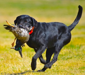 quickdog