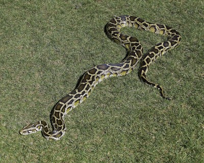 Burmese python