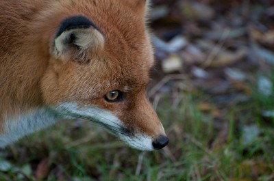 Red fox
