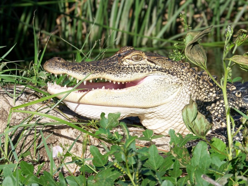 Gator_Diana_Bualk