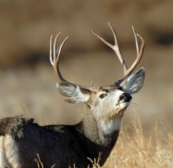 deer-smell-sense-250