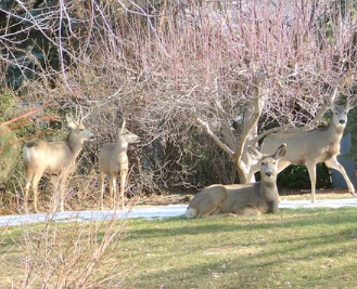 post-rut-deer-hunting