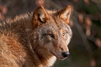 Wolf