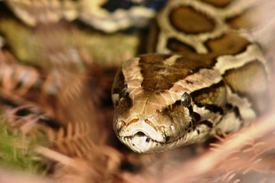 Burmese python