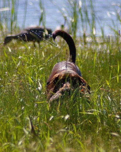 Maddie on the hunt