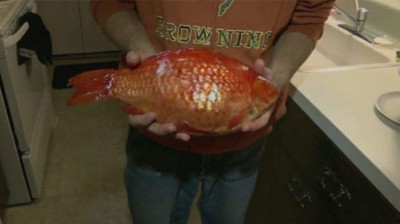 Goldfish