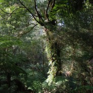 Wilderness