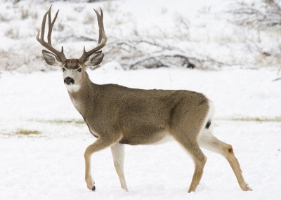 ODFW Muley