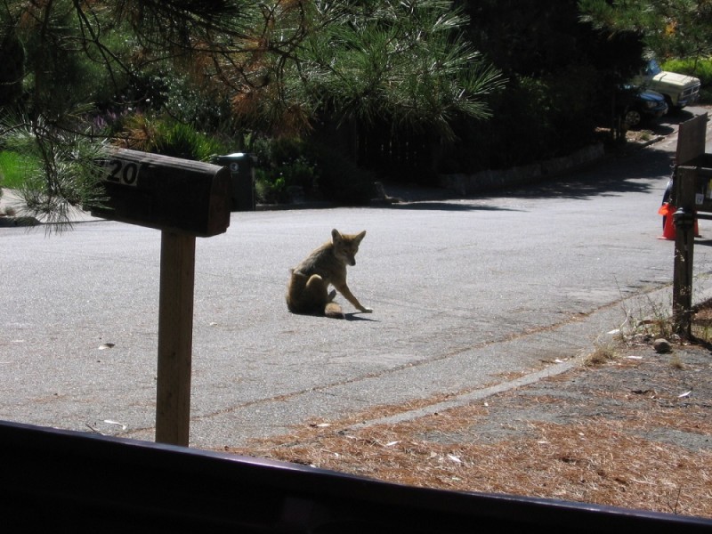 A habituated coyote in a neighborhood street.