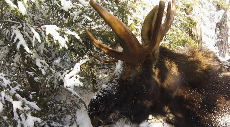 DNR survey moose
