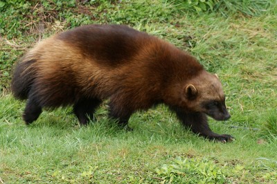 Wolverine