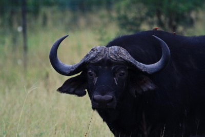 cape buffalo