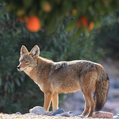 hungry coyote