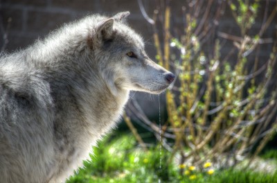 montana yellowstone wolf