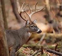 off-season-hunting-tips