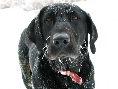snow covered labrador
