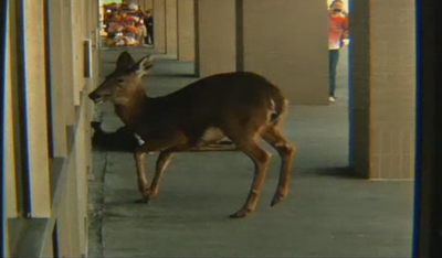 urban deer