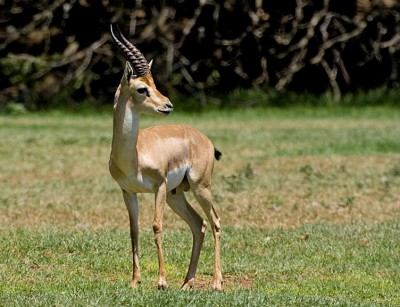 Gazelle