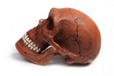 Neanderthal skull