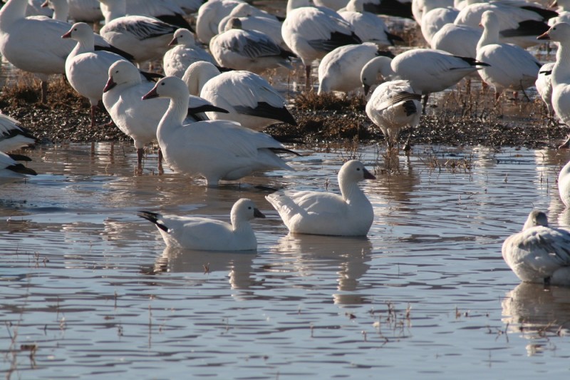 As spring approaches, the minds of many waterfowlers turn to hunting snow geese.