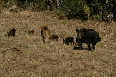 Wild_pigs_family_male_and_female_with_young