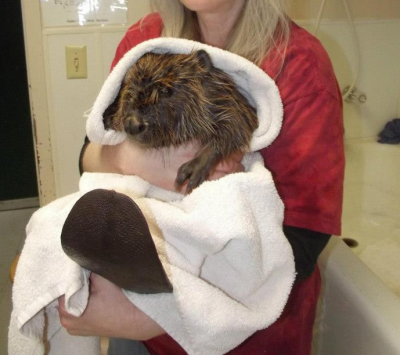 beaver