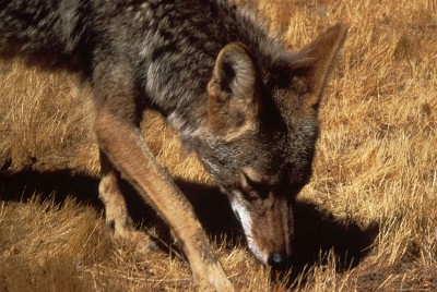 coyote