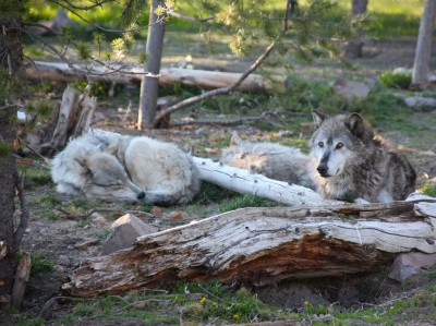 gray wolf