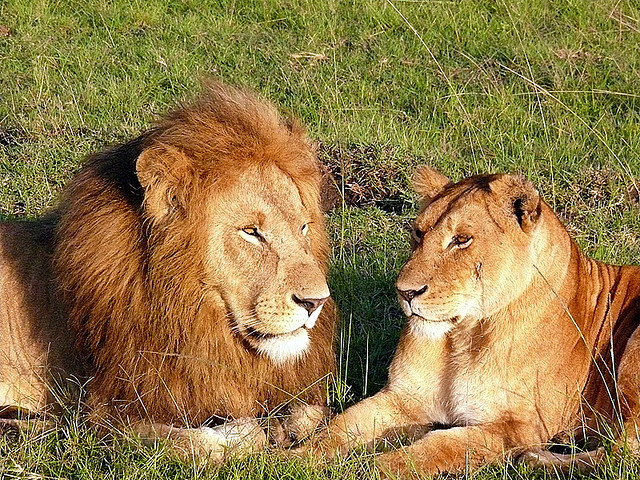 lion couple