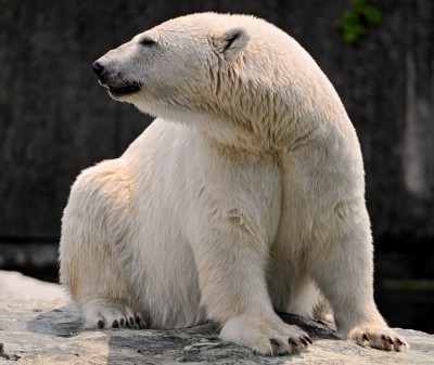 polar bear
