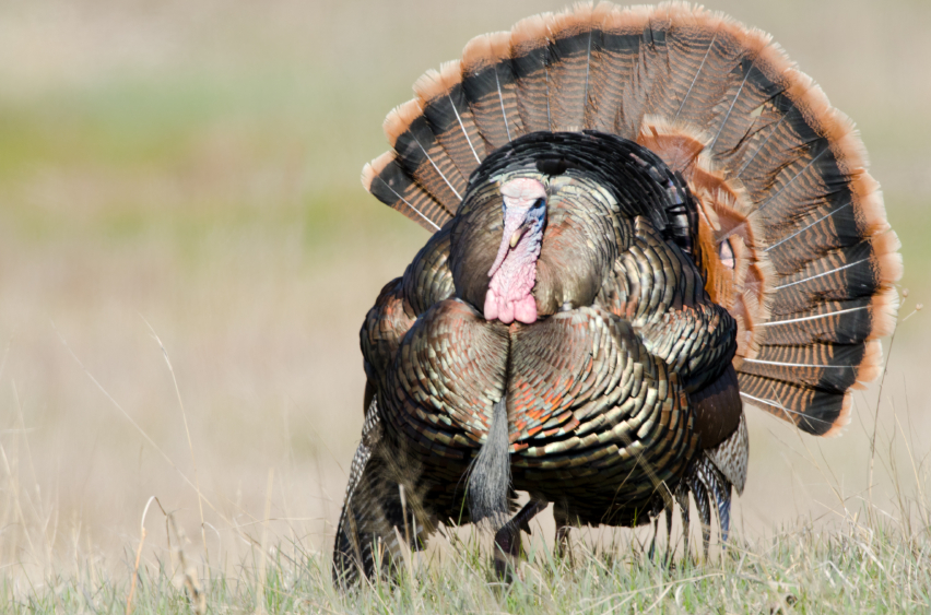 Hard Core Turkey Hunting Tips Outdoor Hub