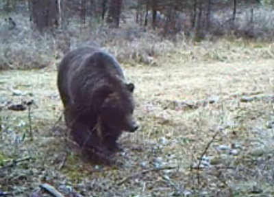 bear cam