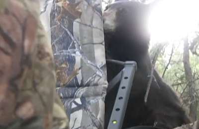 bear up close